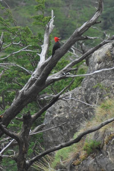 2006-11-30_11-44-12.jpg - Magellanic Woodpecker,El Chalten, Argentina