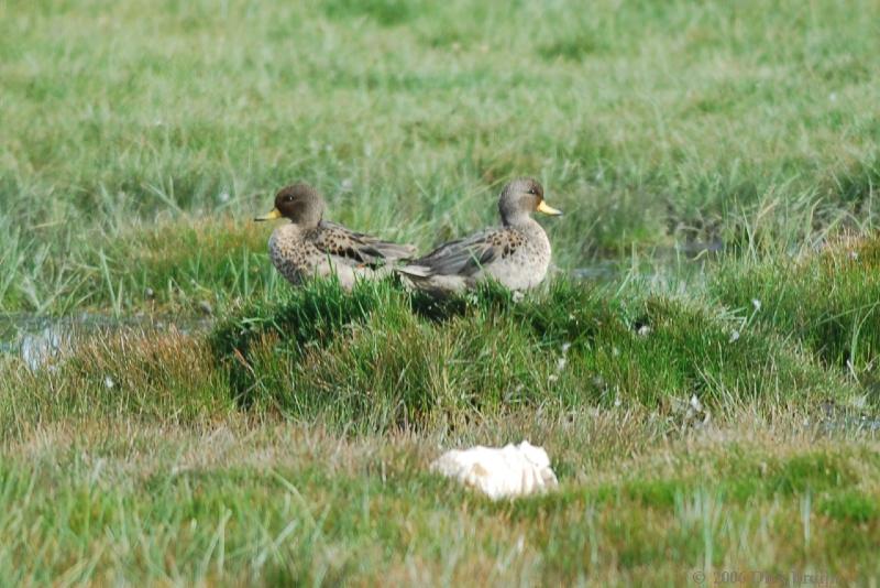 2006-12-03_09-47-41.jpg - Speckled Teal, Laguna Nimez, El Calafate, Argentina