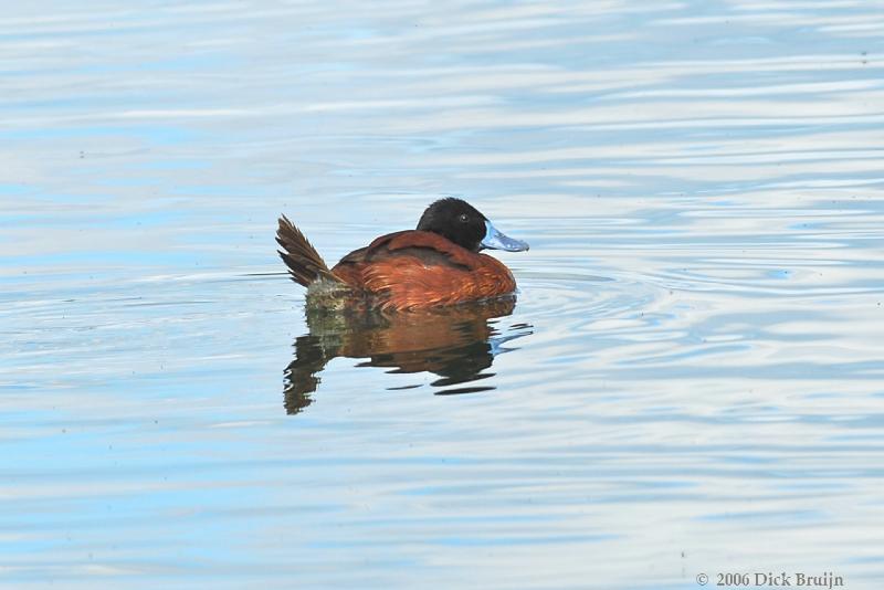 2006-12-03_10-12-34.jpg - Argentine Ruddy Duck, Laguna Nimez, El Calafate, Argentina