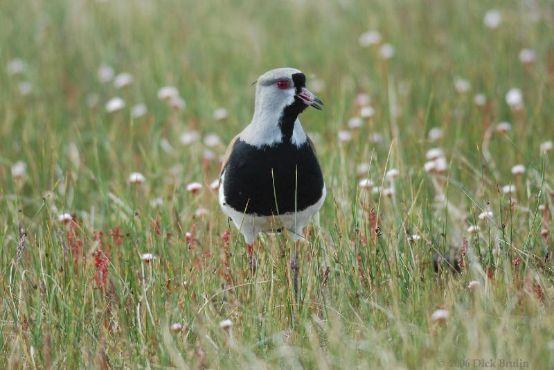 2006-12-03_10-36-43.jpg - Southern Lapwing, Laguna Nimez, El Calafate, Argentina