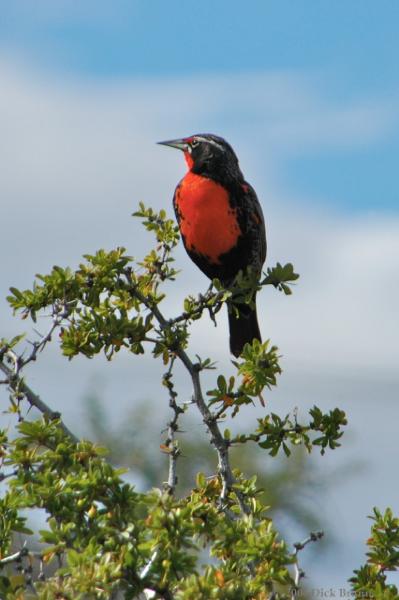 2006-12-03_11-19-10.jpg - Long tailed Meadowlark,Laguna Nimez, El Calafate, Argentina