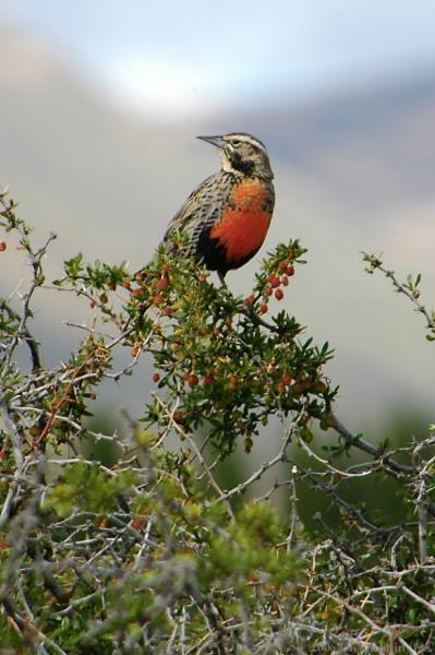 2006-12-03_11-19-38.jpg - Long tailed Meadowlark,Laguna Nimez, El Calafate, Argentina