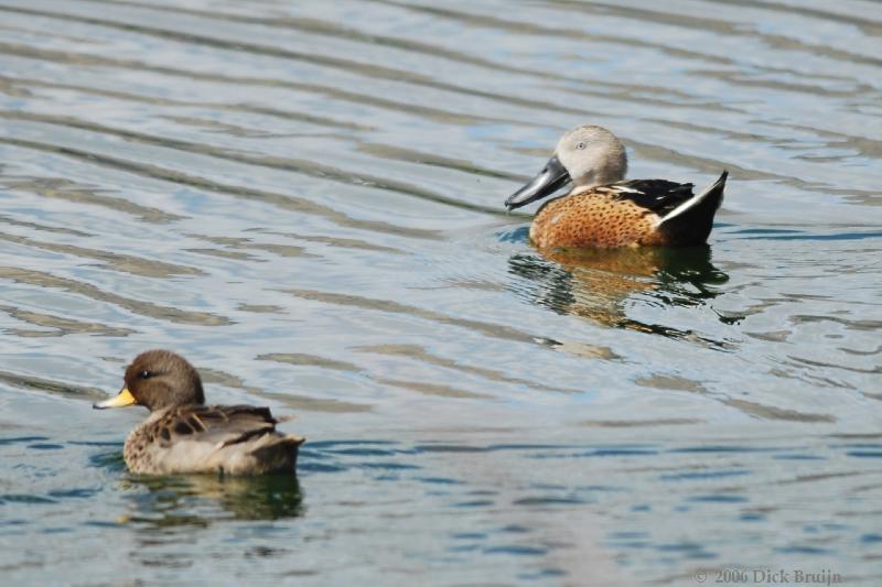 2006-12-03_11-52-01.jpg - Red Shoveler, Laguna Nimez, El Calafate, Argentina