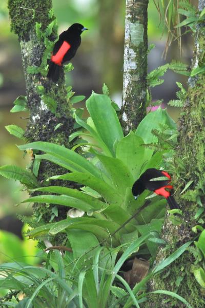 2007-03-03_14-17-20.jpg - Scarlet rumped Tanager,  Arenal, Costa Rica