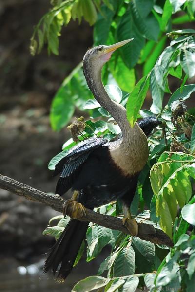 2007-03-04_09-21-08.jpg - Anhinga, Cano Negro, Costa Rica