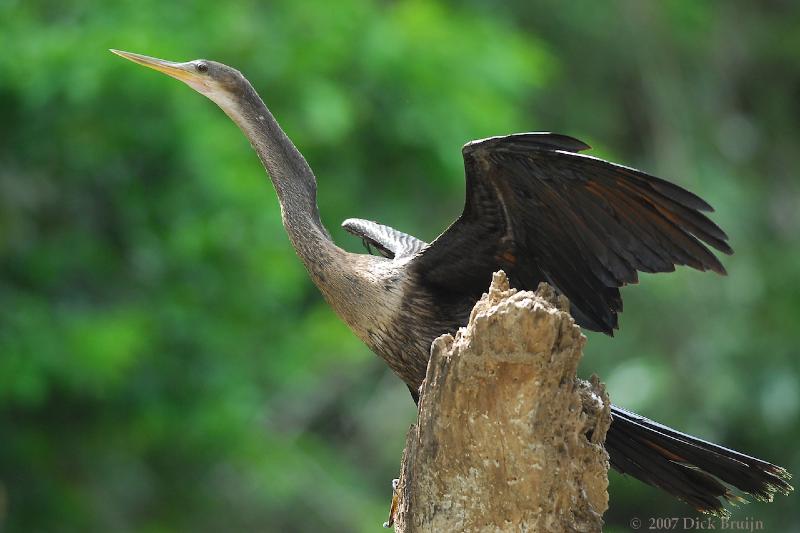 2007-03-04_09-32-44.jpg - Anhinga, Cano Negro, Costa Rica