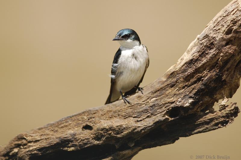 2007-03-04_09-51-50.jpg - Tree Swallow, Cano Negro, Costa Rica