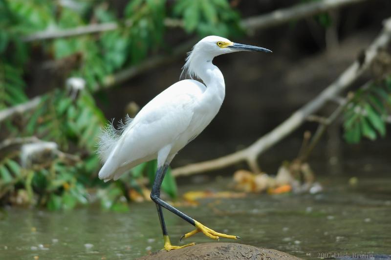 2007-03-04_10-03-18.jpg - Snowy Egret, Cano Negro, Costa Rica