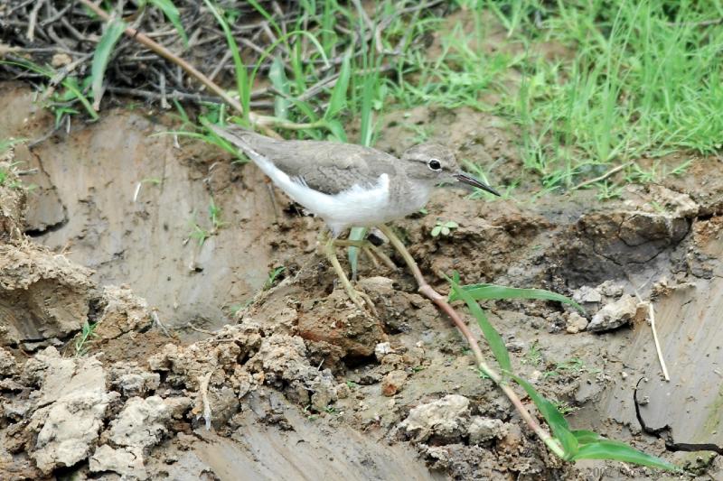 2007-03-04_10-17-02.jpg - Spotted Sandpiper, Cano Negro, Costa Rica