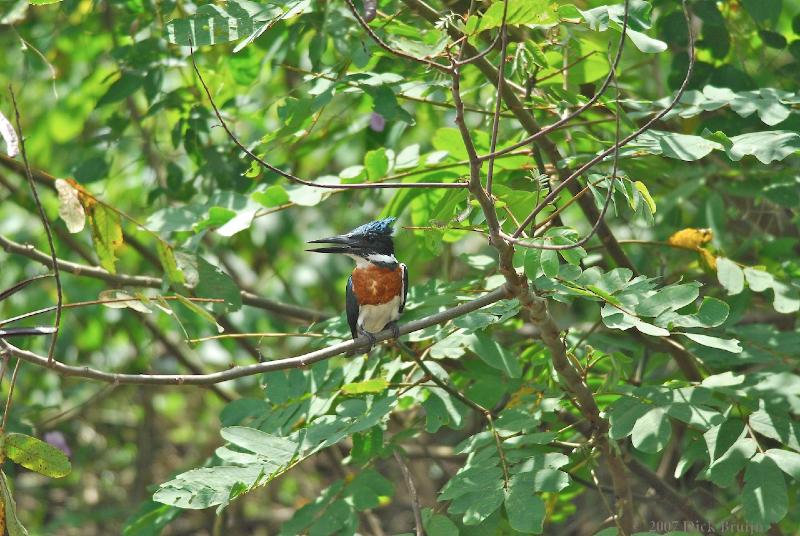 2007-03-04_11-32-02.jpg - Amazon Kingfisher (m), Cano Negro, Costa Rica