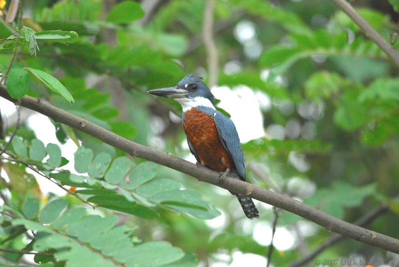 2007-03-04_11-43-52.jpg - Ringed Kingfisher (m), Cano Negro, Costa Rica