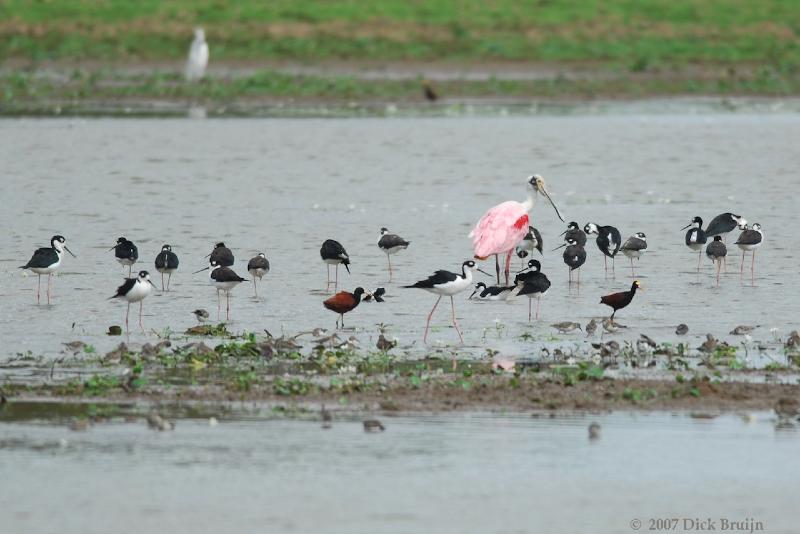 2007-03-04_12-28-10.jpg - Roseate Spoonbill, Northern Jacana, Black-necked Stilt, Cano Negro, Costa Rica