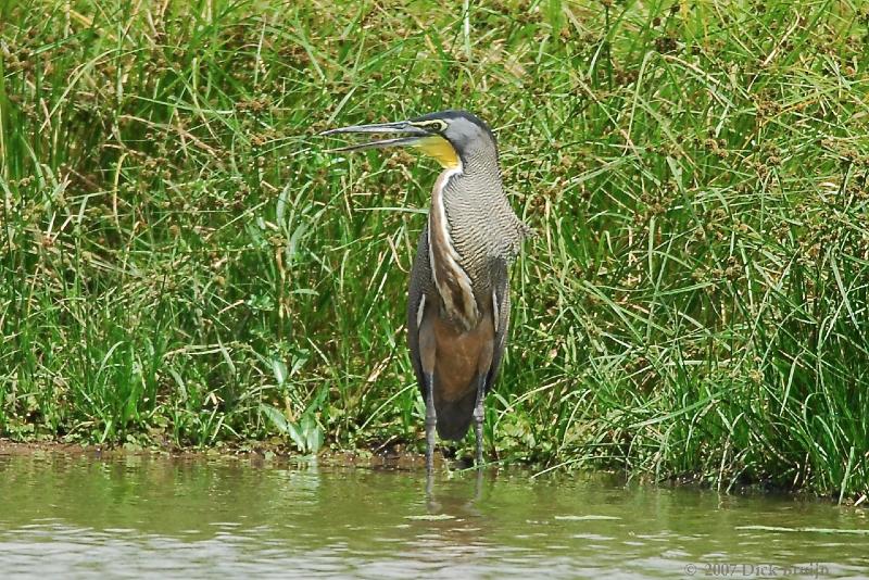 2007-03-04_12-32-36.jpg - Bare-throated Tiger Heron, Cano Negro, Costa Rica