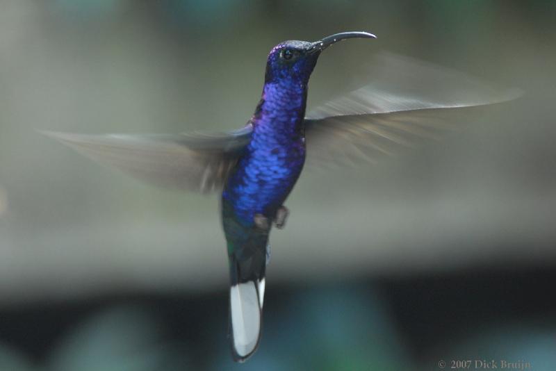 2007-03-07_09-21-42.jpg - VIolet Sabrewing Hummingbird, Selvatura park, Santa Elena, Costa Rica