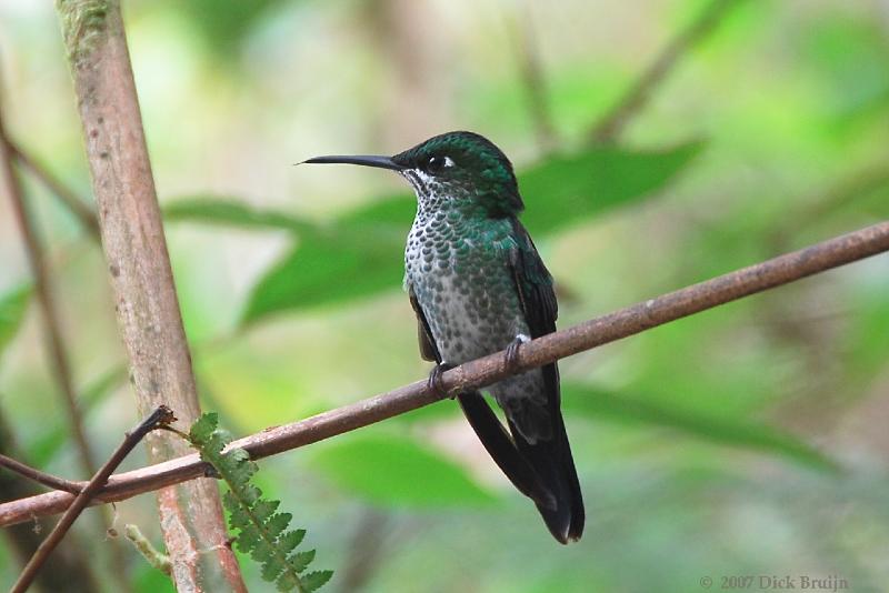 2007-03-07_13-48-04.jpg - Green-crowned Brilliant Hummingbird, Selvatura park, Santa Elena, Costa Rica