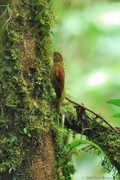 2007-03-08_10-15-42.jpg - Ruddy Treerunner, Reserva Biologica Bosque Nuboso Monteverde, Costa Rica