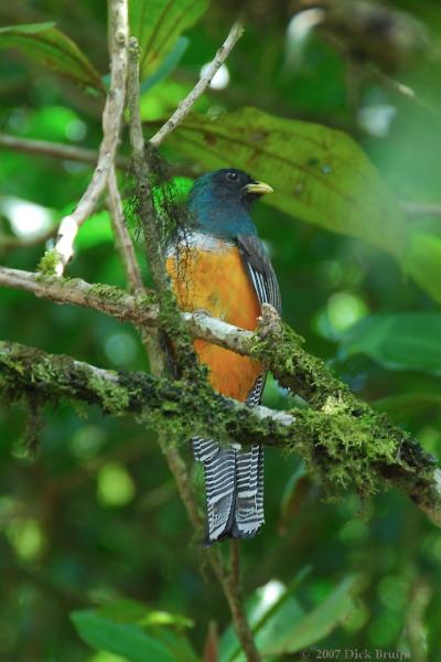 2007-03-08_12-44-20.jpg - Orange-bellied Trogon, Selvatura park, Santa Elena, Costa Rica