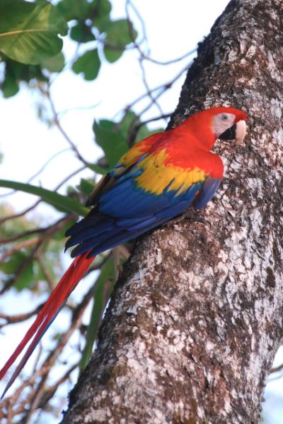 2007-03-10_15-56-04.jpg - Scarlet Macaw, Poor Mans Paradise, Corcovado, Costa Rica