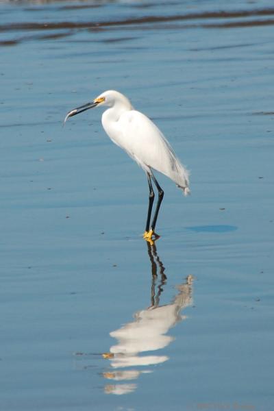 2007-03-10_16-16-22.jpg - Snowy Egret, Dominical, Costa Rica