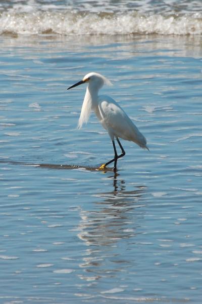 2007-03-10_16-18-15.jpg - Snowy Egret, Dominical, Costa Rica