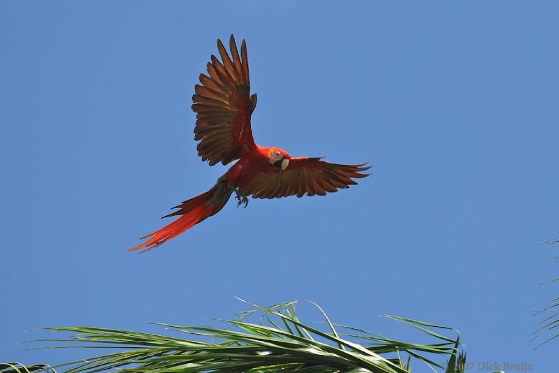 2007-03-11_13-18-20.jpg - Scarlet Macaw, Poor Mans Paradise, Corcovado, Costa Rica