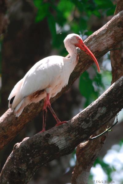 2007-03-12_19-08-55.jpg - White Ibis, Sierpe to Manual Antonio, Costa Rica