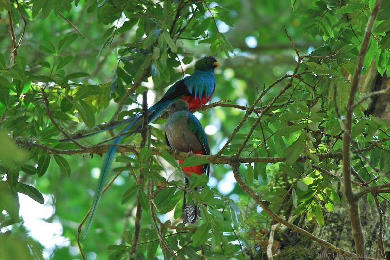 2007-03-18_12-45-51.jpg - Resplendant Quetzal, San Gerardo de Dota, Costa Rica