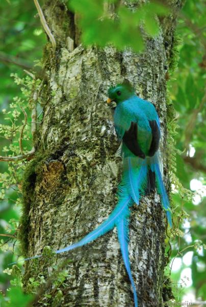 2007-03-18_12-49-43.jpg - Resplendant Quetzal, San Gerardo de Dota, Costa Rica