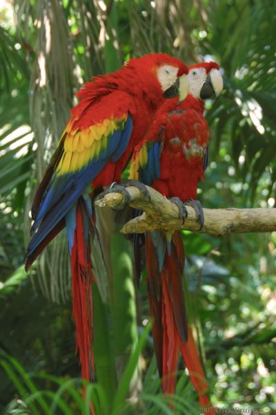 2007-03-23_08-59-36.jpg - Scarlet Macaw, Zoo Ave, Costa Rica