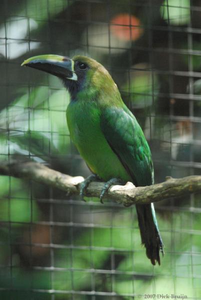 2007-03-23_10-39-48.jpg - Emerald Toucanet, Zoo Ave, Costa Rica