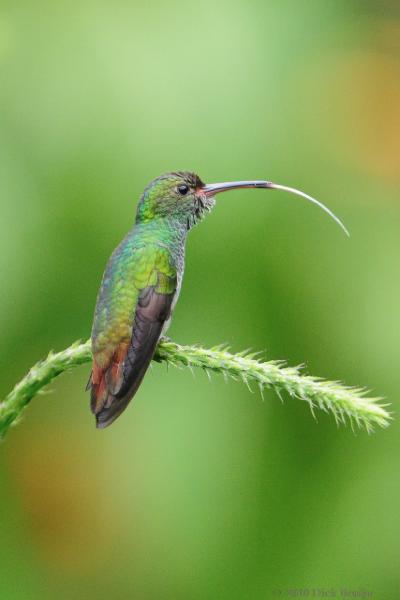 2010-09-12_19-38-27.jpg - Rufous-tailed Hummingbird, Arenal Observatory Lodge, Costa Rica