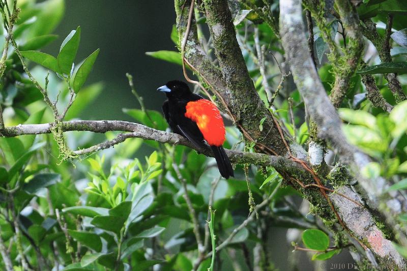 2010-09-13_21-51-48.jpg - Passerini's Tanager, Arenal Observatory Lodge, Costa Rica