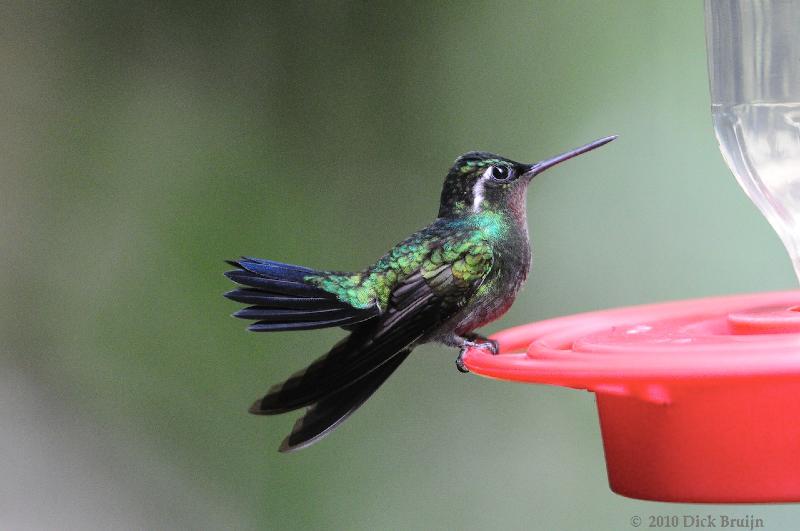 2010-09-16_20-01-31.jpg - Purple-throated Mountain Gem, Hummingbird garden near Reserva Biologica Bosque Nuboso Monteverde