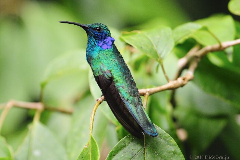 2010-09-16_20-47-46.jpg - Green-violet ear, Hummingbird garden near Reserva Biologica Bosque Nuboso Monteverde