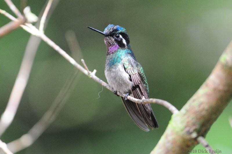 2010-09-16_20-54-39.jpg - Purple-throated Mountain-gem, Hummingbird garden near Reserva Biologica Bosque Nuboso Monteverde