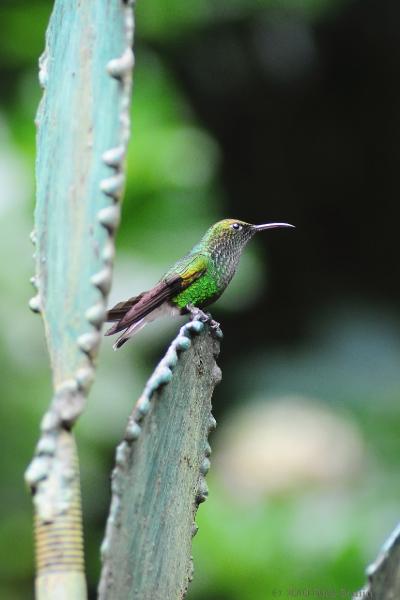 2010-09-17_16-46-18.jpg - Coppery-headed Emerald Hummingbird, Selvatura Park, Monteverde, Costa Rica