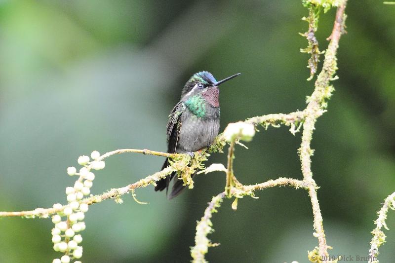 2010-09-17_17-40-24.jpg - Purple-throated Mountain-gem, Selvatura Park, Monteverde, Costa Rica