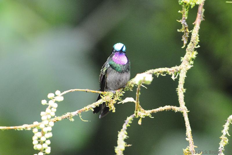 2010-09-17_17-40-46.jpg - Purple-throated Mountain-gem, Selvatura Park, Monteverde, Costa Rica