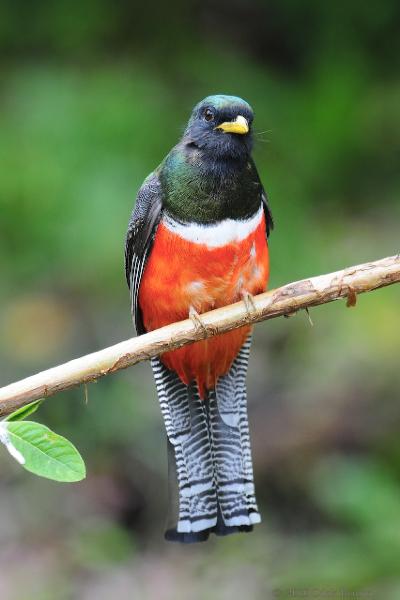 2010-09-24_18-35-10.jpg - Collared Trogon, San Gerardo de Dota, Costa Rica