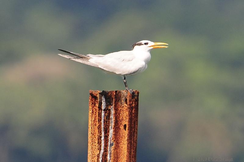 2010-09-27_15-12-06.jpg - Royal Tern, Cahuita, Costa Rica