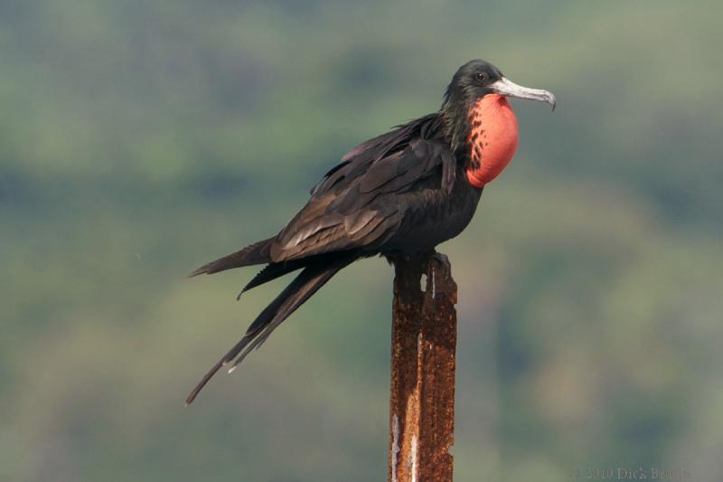 2010-09-27_15-20-58.jpg - Magnificent Frigatebird, Cahuita, Costa Rica