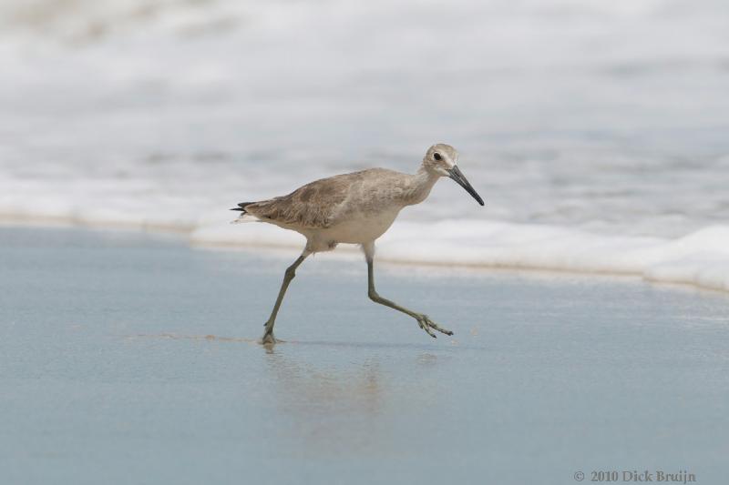 2010-09-27_16-56-28.jpg - Willet, Cahuita, Costa Rica