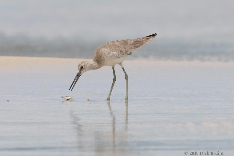 2010-09-27_16-56-34.jpg - Willet, Cahuita, Costa Rica