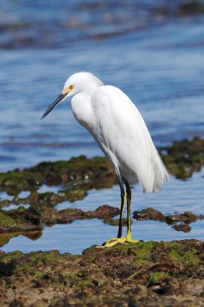 2010-09-28_15-32-19.jpg - Snowy Egret, Manzanillo, Costa Rica