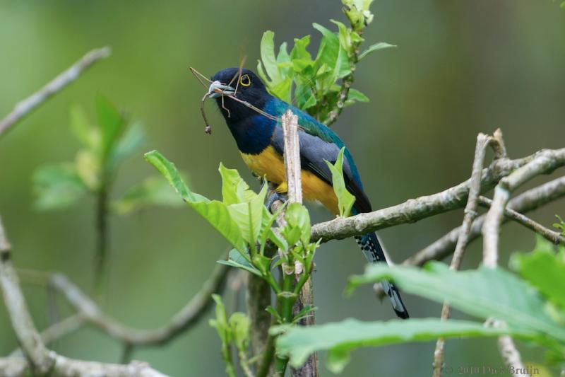 2010-10-03_22-19-09.jpg - Violaceous Trogon, Selva Verde Lodge, Chilamate, Costa Rica