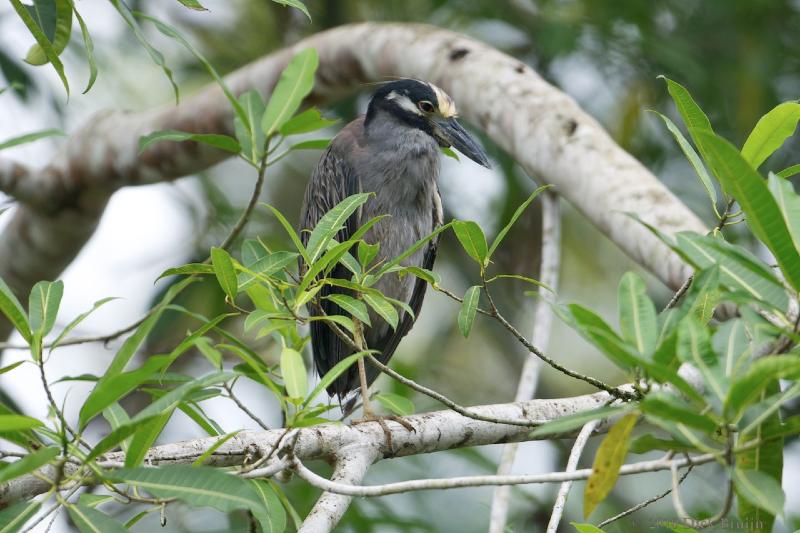 2010-10-05_16-10-35.jpg - Yellow-Crowned Night-Heron, Rio Sarapiqiui, Costa Rica