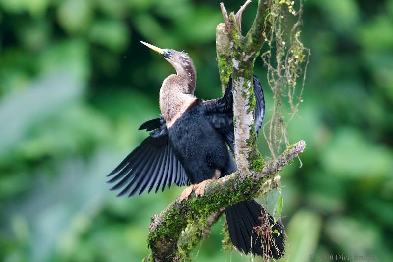 2010-10-05_16-56-07.jpg - Anhinga (f), Rio Sarapiqiui, Costa Rica