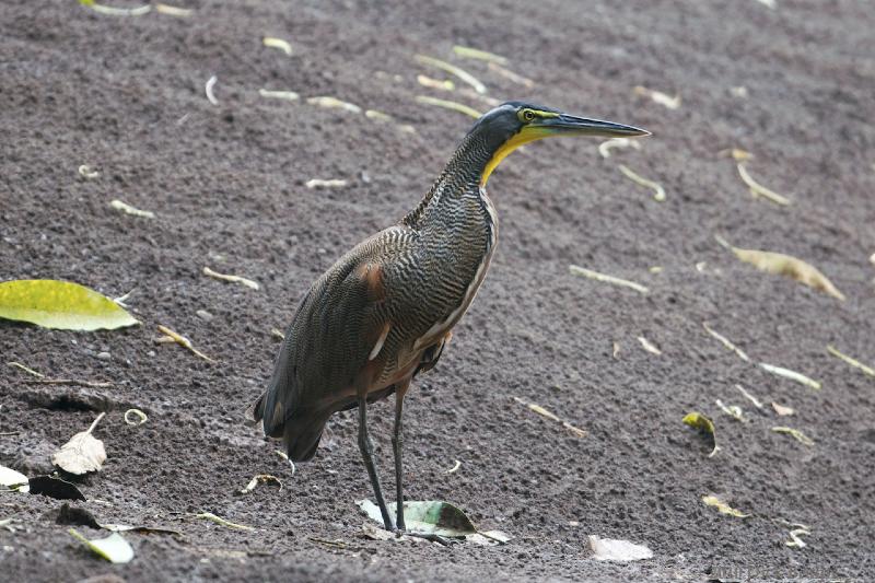 2010-10-05_17-48-42.jpg - Bare-throated Tiger-Heron, Rio Viejo, Costa Rica