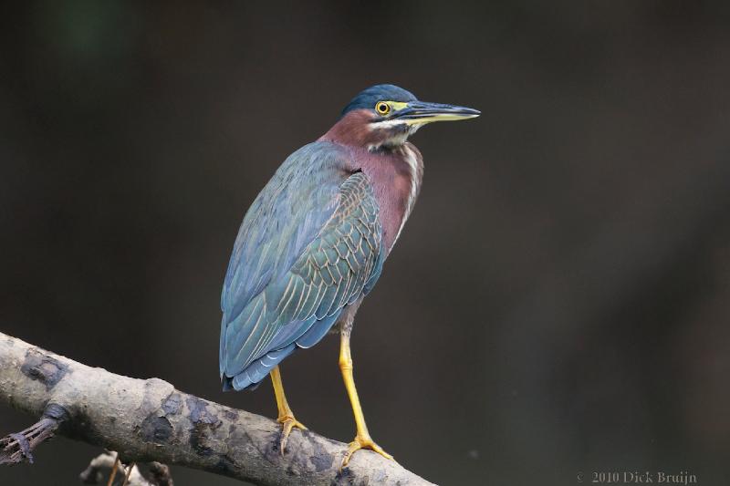 2010-10-05_17-57-12.jpg - Green Heron, Rio Viejo, Costa Rica