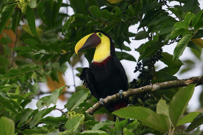 2010-10-06_14-05-53.jpg - Chestnut-mandibled Toucan, Selva Verde Lodge, Chilamate, Costa Rica